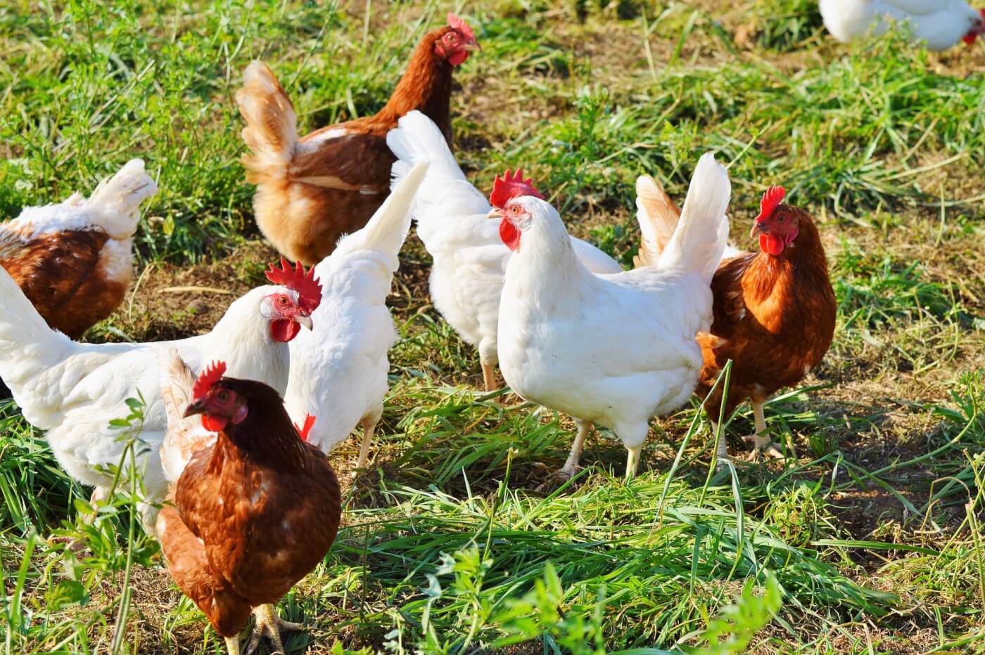 Are Chickens Mammals Or Reptile? Understanding Chickens' Place in ...