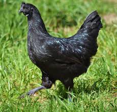 Ayam Cemani găină