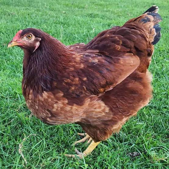 Buckeye chicken lays brown egg2