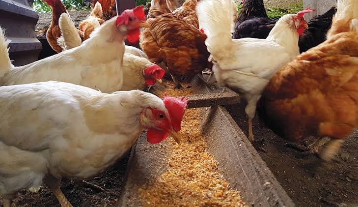 Why Brahma chickens are exceptional for backyard, commercial farming  The  Guardian Nigeria News - Nigeria and World News — Features — The Guardian  Nigeria News – Nigeria and World News