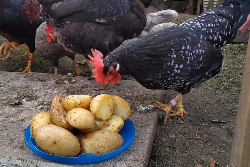 Can Chickens Eat Potatoes  