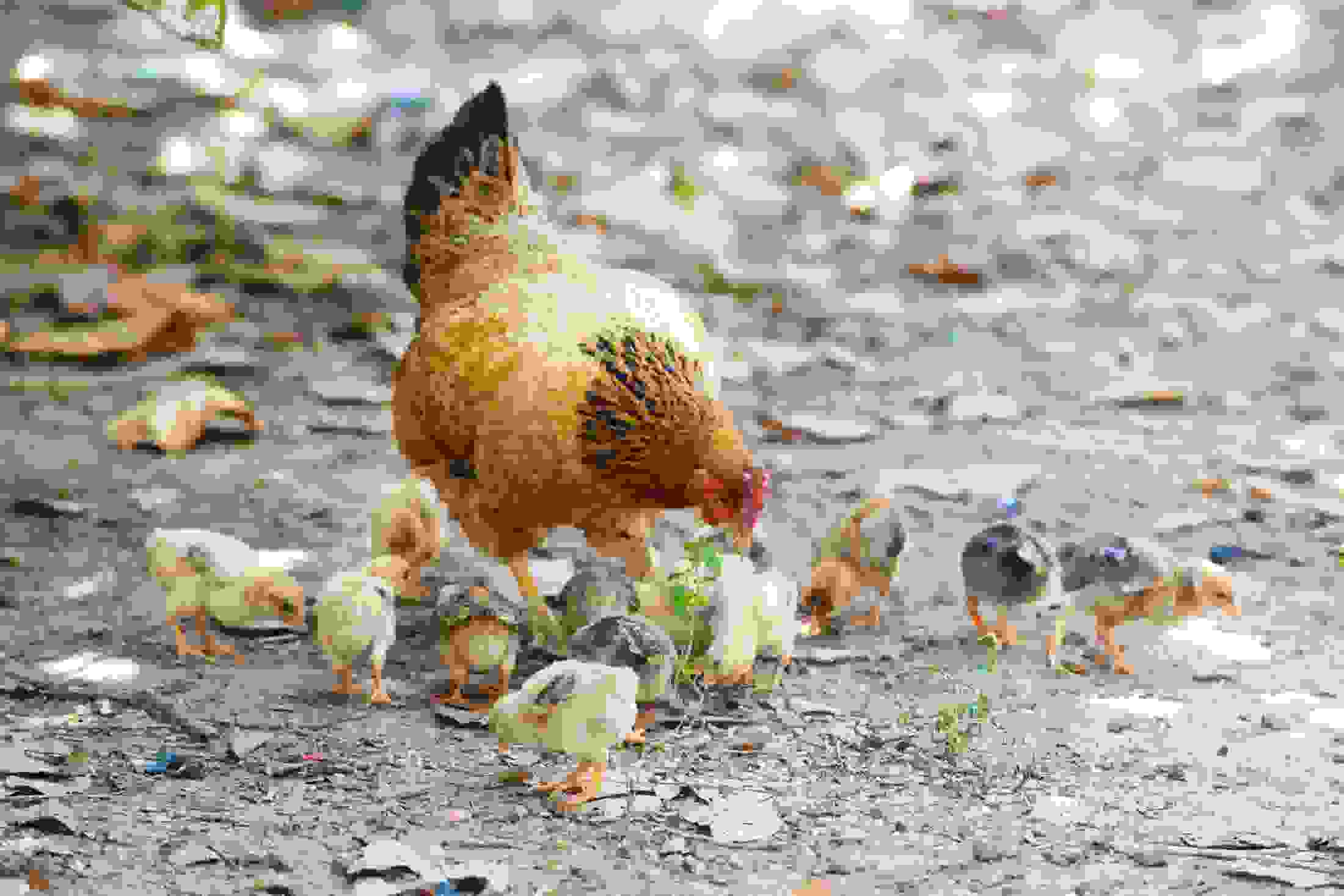 Hen and chicks feeding