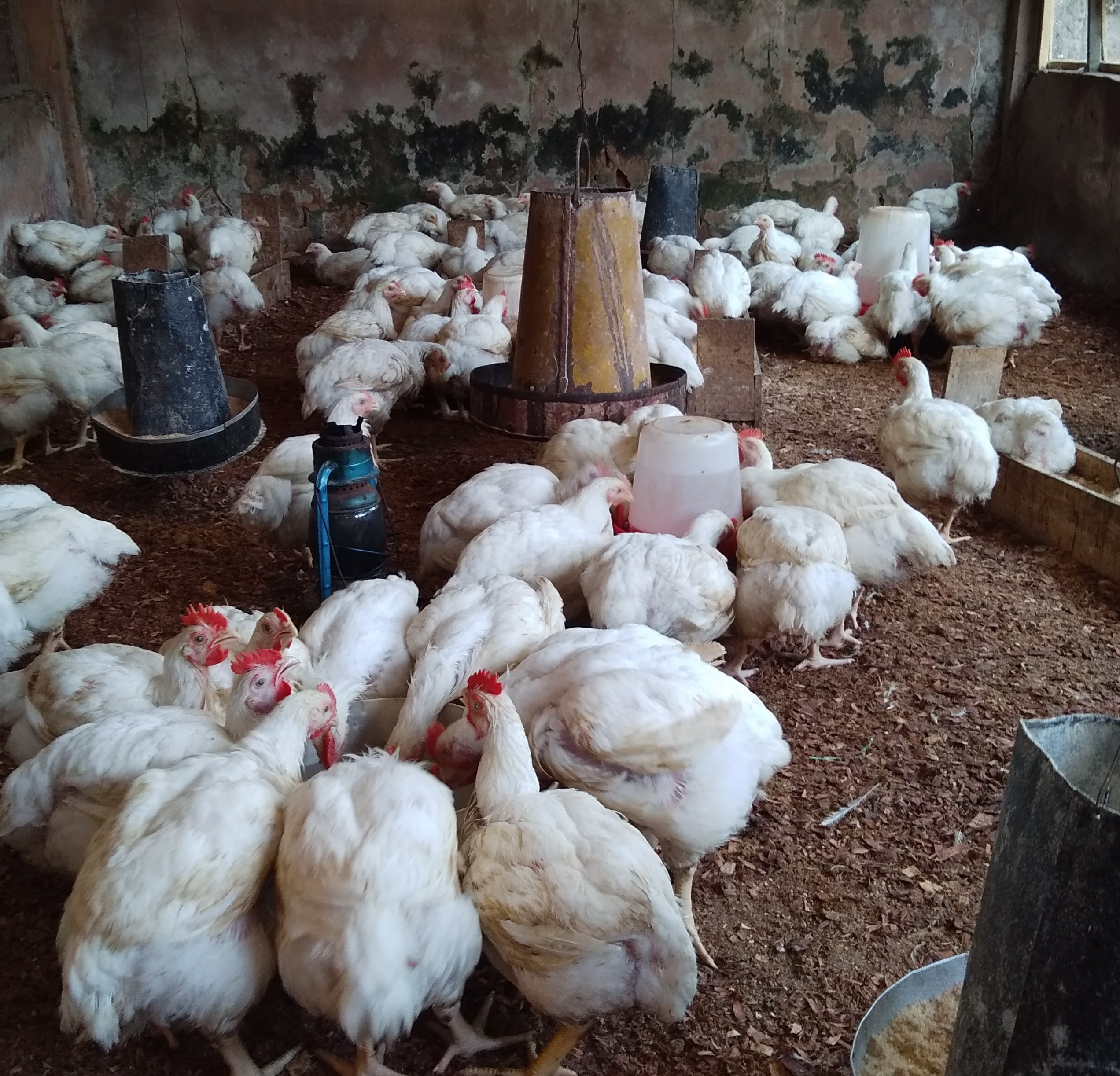 Cost For Rearing 100 Broilers In Nigeria With The Profit Amount Poultry Farm Guide