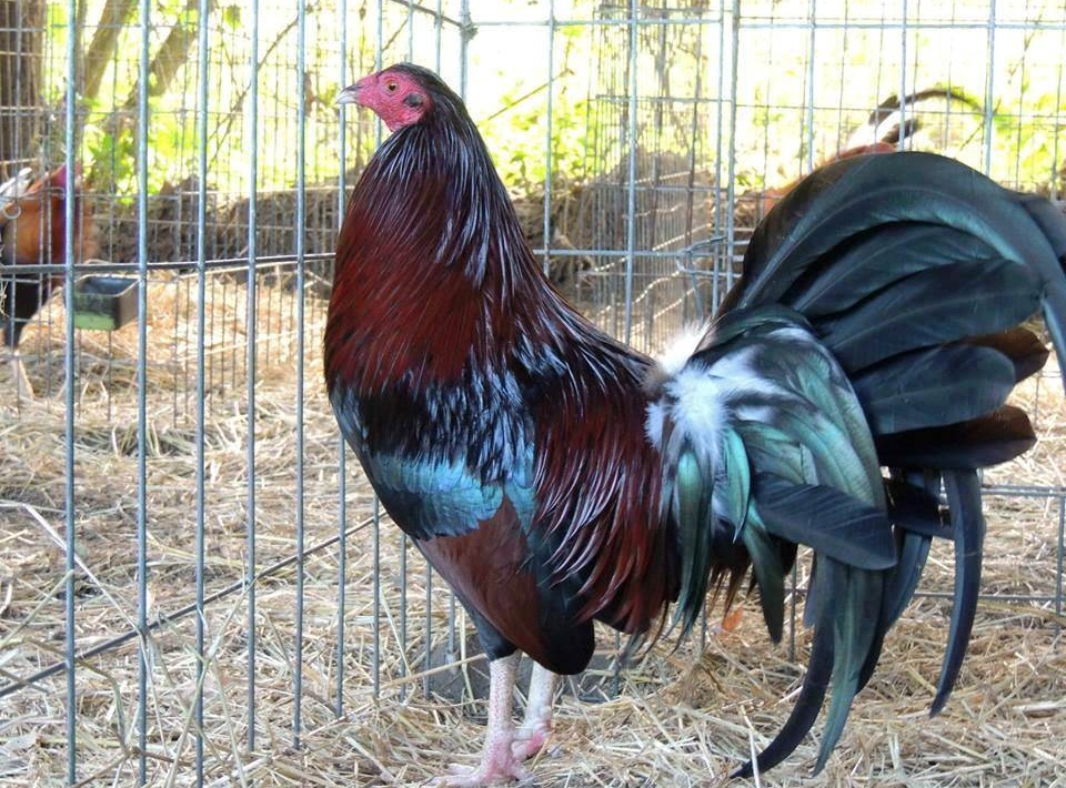 Kelso Chicken Breed: A Complete Guide | Poultry Farm Guide