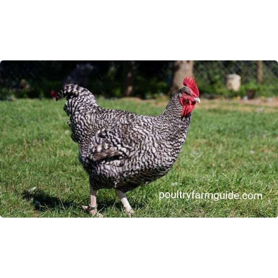  Maran chicken breed