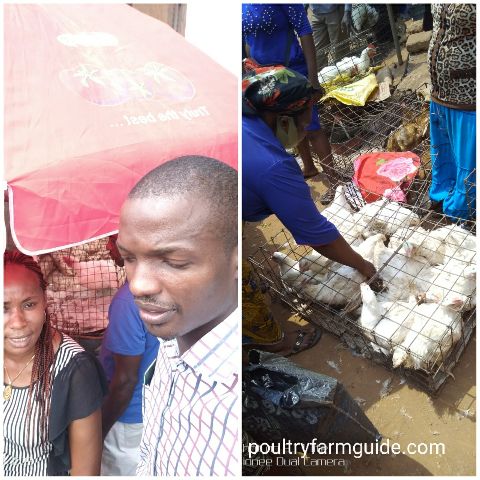  broiler market Ekwulobia, Anambra Nigeria