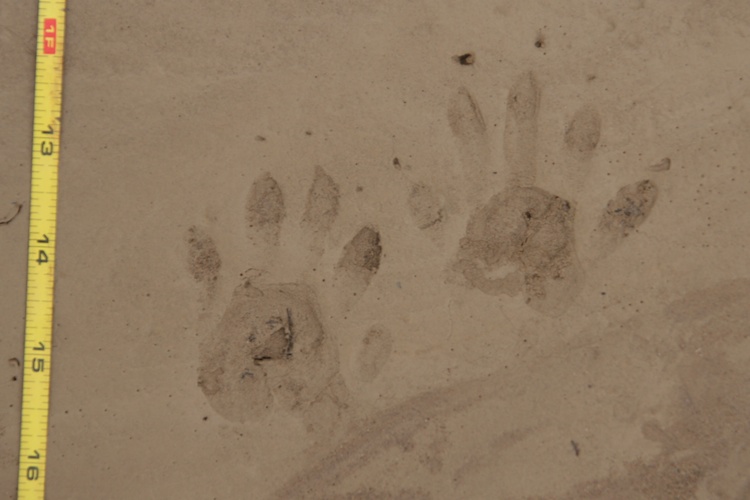 raccoon tracks