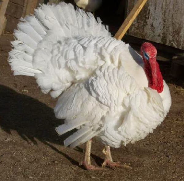 holland white turkey