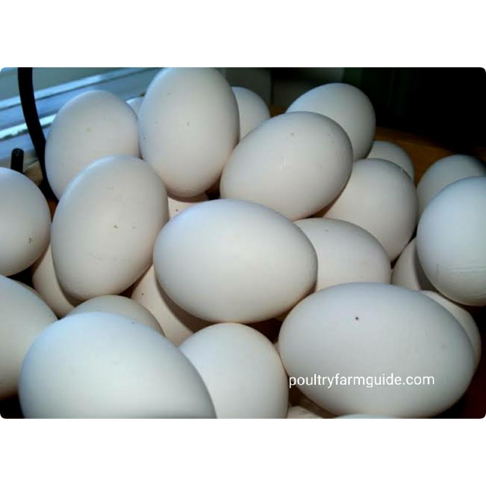 White Leghorn Egg Color