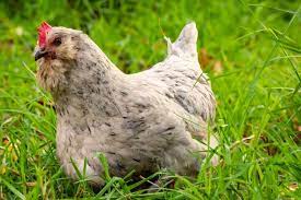 chicken rainbow breed- ameraucana