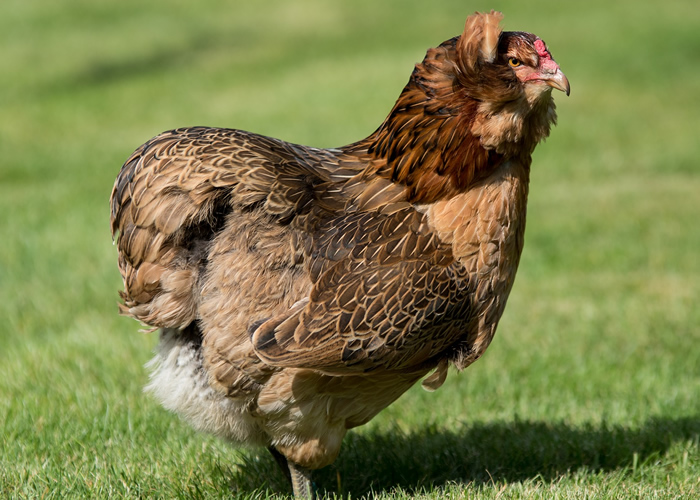 Araucuna chicken breed