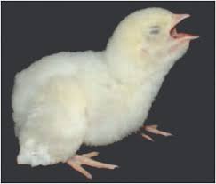 chick suffering from Aspergillosis