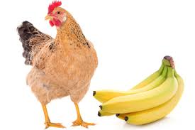  can chicken eat banana?