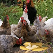  can chickens eat bananas?