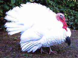 beltsville small white turkey
