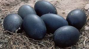 black chickens eggs