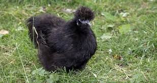 silkie negru