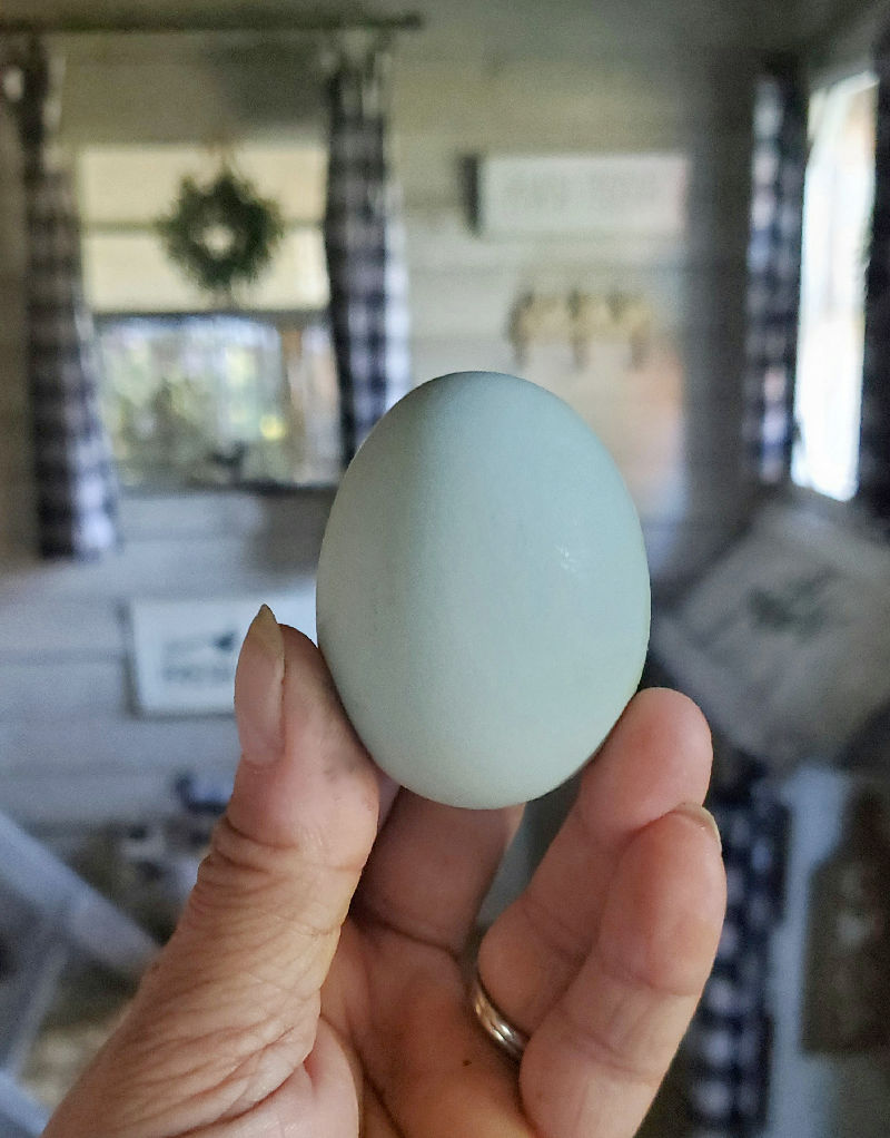 blue chicken eggs