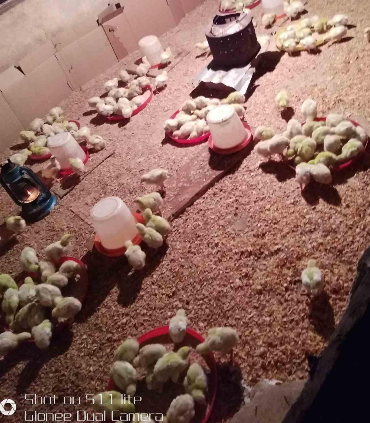  cost for rearing  500 broilers
