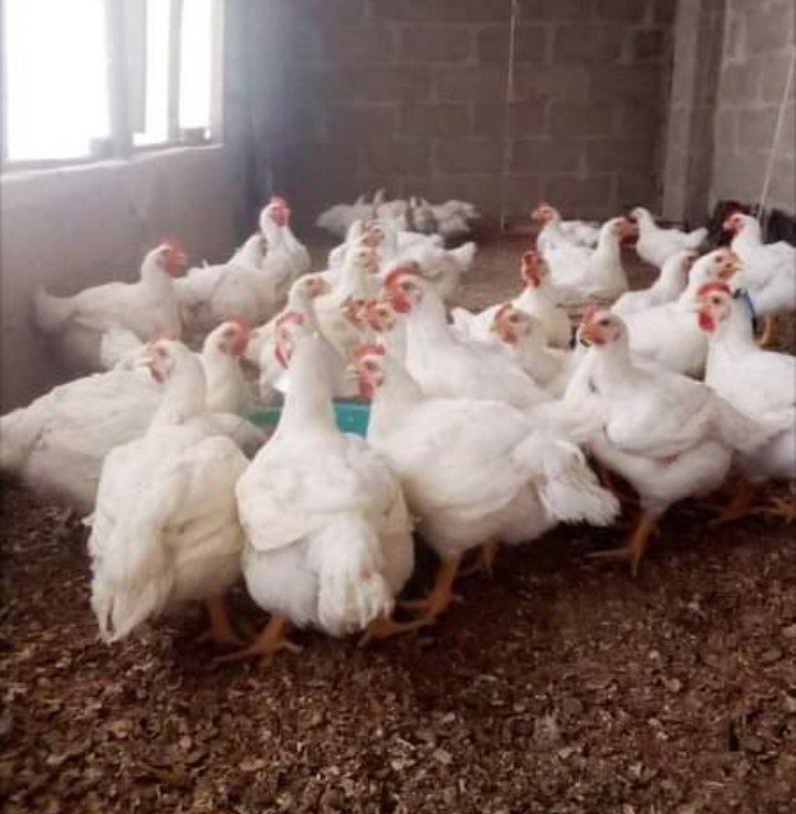 Broilers require a lot of water during hot weather and during feeding