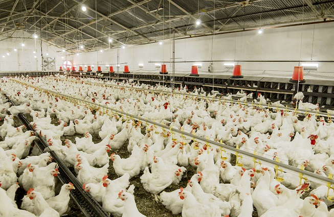 Light program for broilers