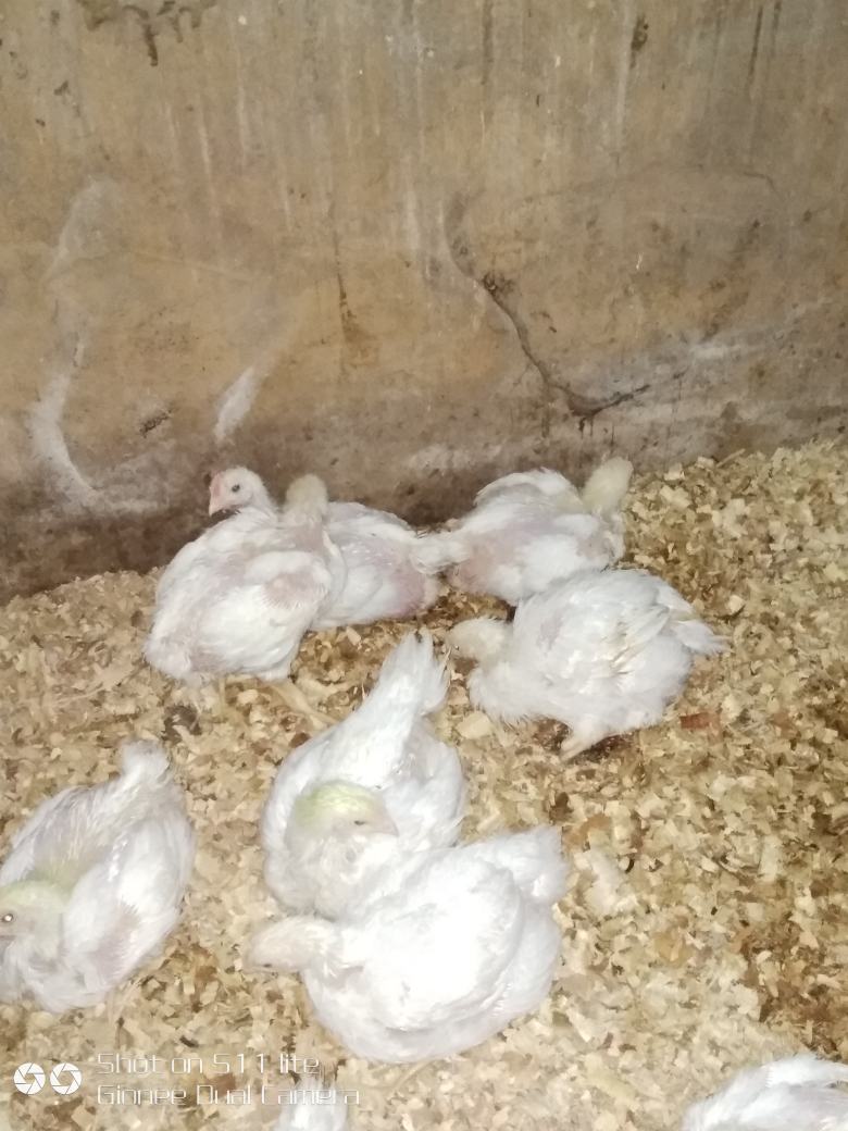 broiler on wood shavings