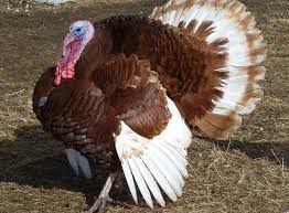 buff turkey