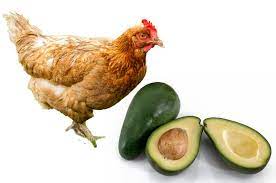 can chicken eat avocado