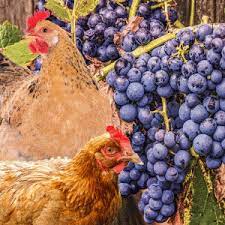 can chicken eat grape