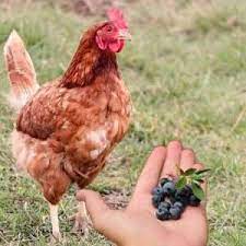 can chicken eat grape