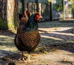 Barnevelder chicken breed