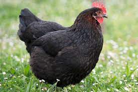  Maran chicken breed