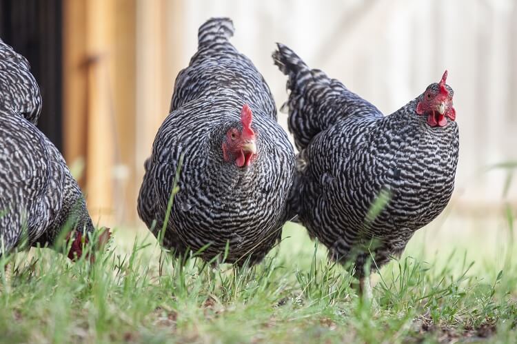  Plymounth chicken breed