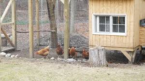 chickencoop essentials