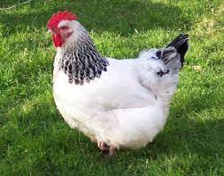  Sussex chicken breed