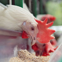 Broilers feeding