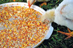 Fermented chicken feed is a good source of probiotics
