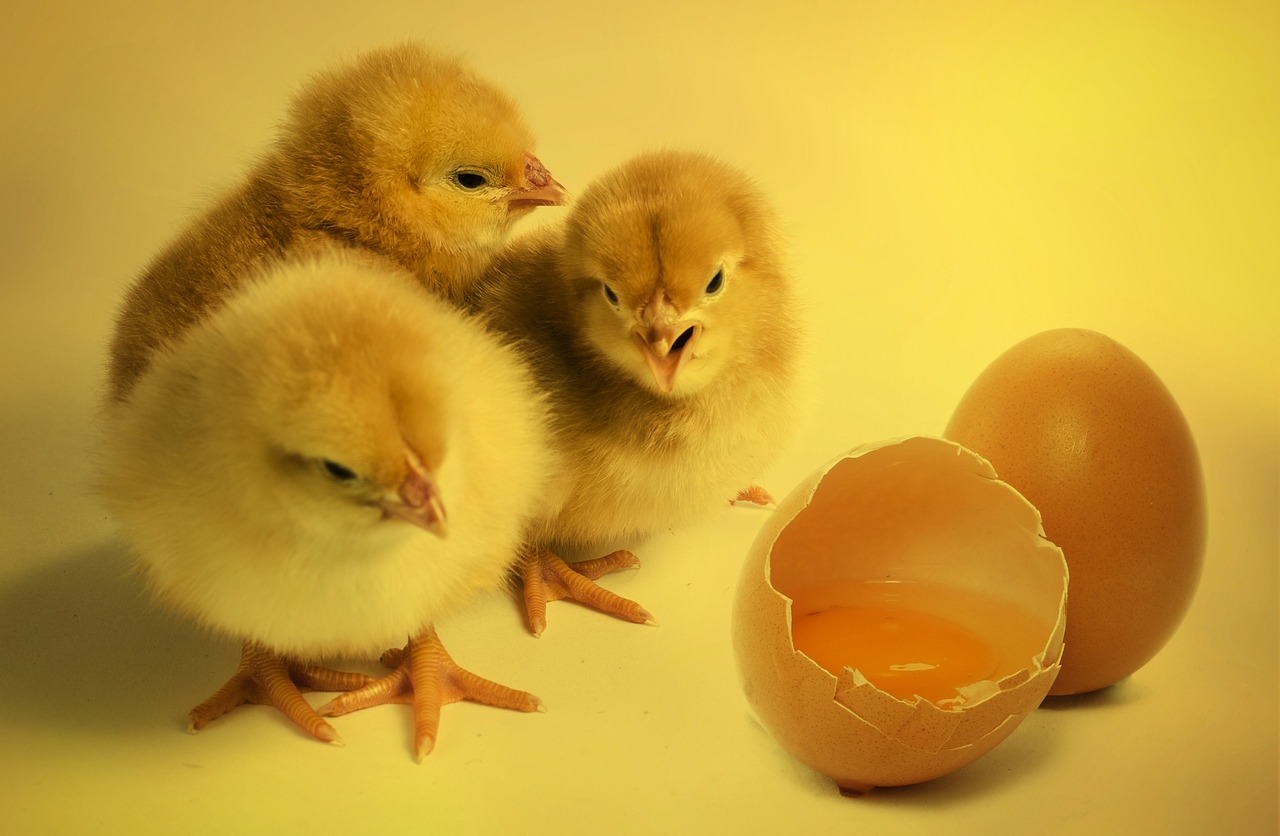 Baby chicks