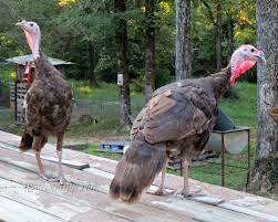 chocolate turkey