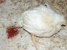  bloody poop from a chicken suffering from coccidiosis