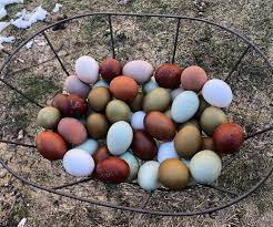 different egg color