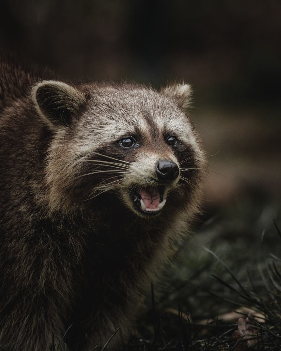 Raccoon as chicken predator