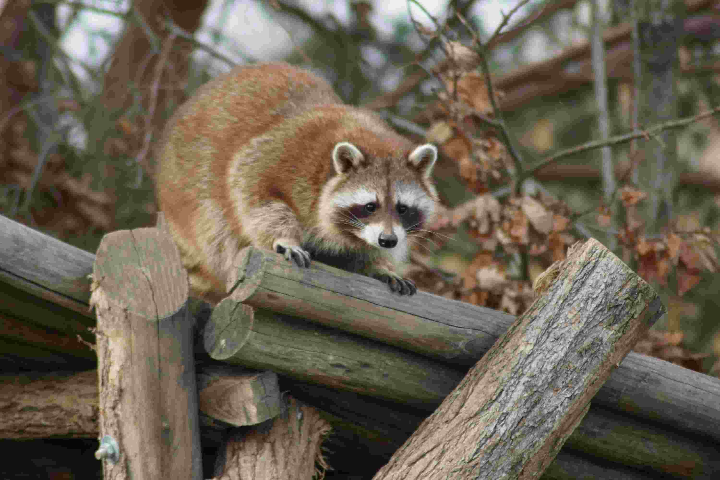 raccoon entering into a chicken coop