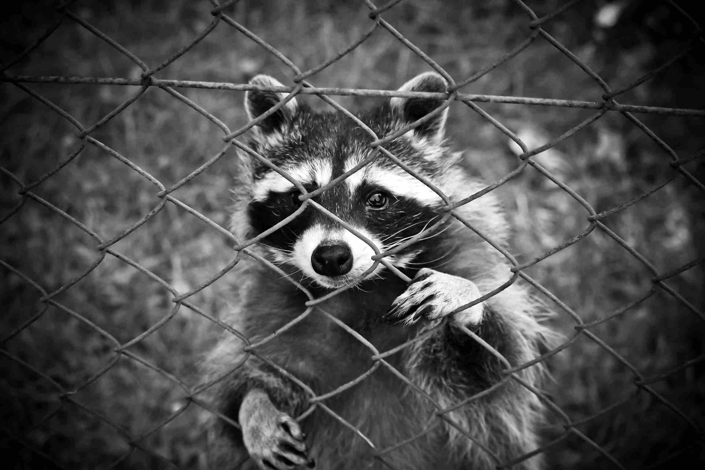  strong iron net will keep your chicken safe from raccoon