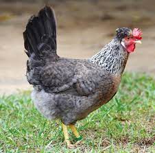 Cream legbar chicken breed