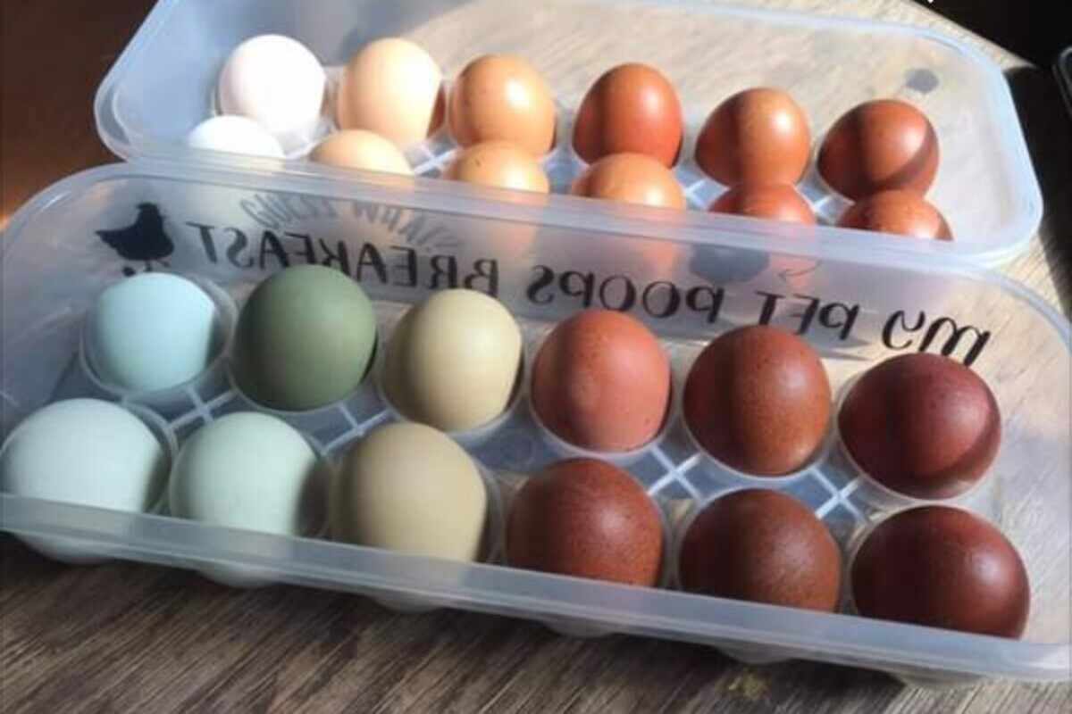  egg colors