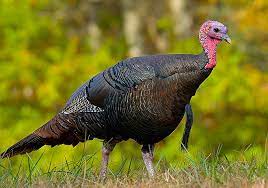 eastern wild turkey