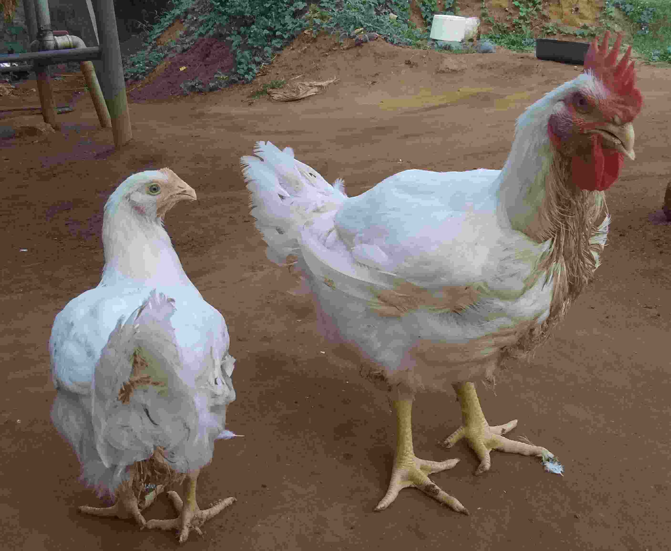 broiler chickens