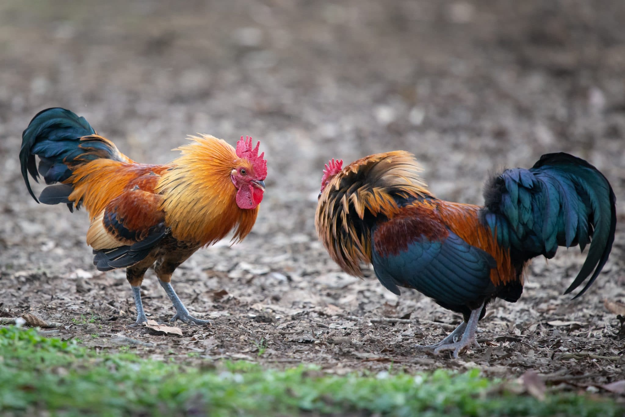 Kelso Chicken Breed: A Complete Guide | Poultry Farm Guide