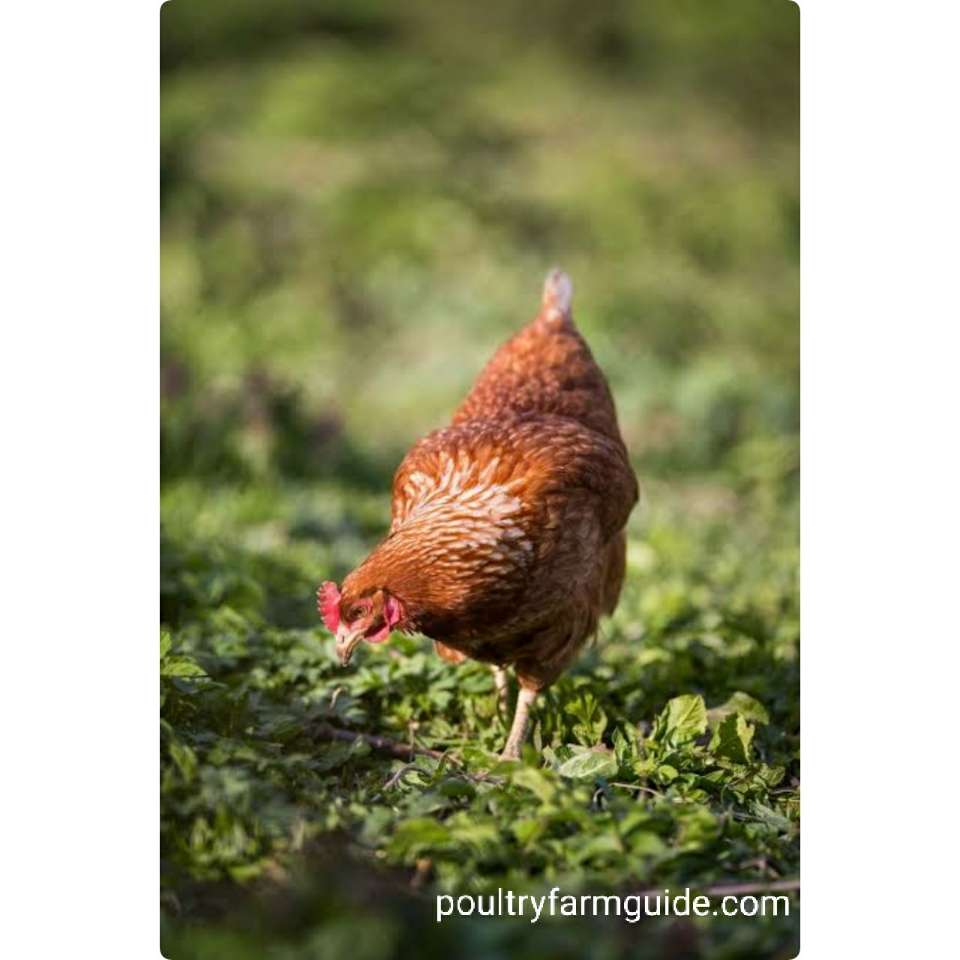 Golden comet lays brown eggs